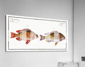 1. Double string Anthias bilineatus 2. Japanese Grunt Anthias japonicus Acrylic Print