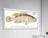 Dropped Perch Perca maculata Acrylic Print