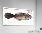 Smooth old Wife Balistes laevis Acrylic Print