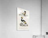 Different types of birds Acrylic Print