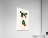 Madagascan Sunset Moth Urania Riphaeus Acrylic Print