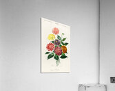 Dahlia Acrylic Print