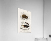 European Hedgehog Erinaceus Europaeus and Common Treeshrew Tupaia Glis Acrylic Print