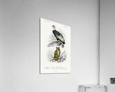 European Hedgehog Erinaceus Europaeus and Common Treeshrew Tupaia Glis Acrylic Print