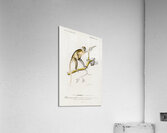 Cercopithecus griseus Guenon Grivet Acrylic Print