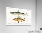 Salmo Hamatus and Cyprinus Carpio Acrylic Print