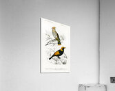 Different types of birds Acrylic Print