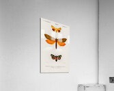 Different types of moths Acrylic Print
