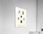 Different types of beetles Acrylic Print