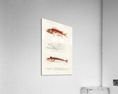 Different types of fishes Acrylic Print