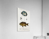 Different types of fishes Acrylic Print