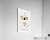 Different types of insects Acrylic Print