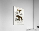 Different types of insects Acrylic Print