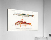 Different types of fishes Acrylic Print