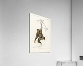 Vintage monkey poster Acrylic Print