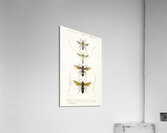 Different types of wasps Acrylic Print