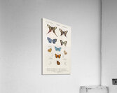 Different types of wasps Acrylic Print