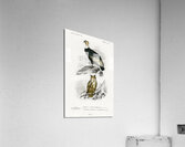 Different types of wasps Acrylic Print