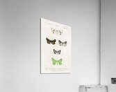 Collection of moths Acrylic Print
