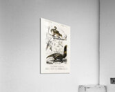 Pygmy anteater Cyclopes didactylus and Giant anteater Myrmecophaga tridactyla Acrylic Print