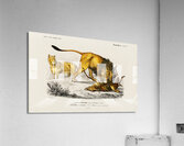 Lion Panthera Leo Acrylic Print