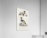 Different types of birds Acrylic Print