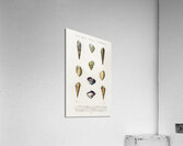 Different types of mollusks Acrylic Print