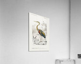 Purple heron Ardea purpurea Acrylic Print