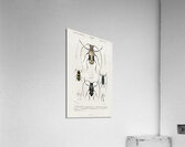 Different types of beetles Acrylic Print