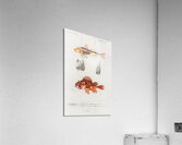 Different types of fishes Acrylic Print