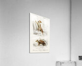 Opossum Didelphis and Opossum Didelphis Acrylic Print