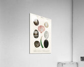 Different types of mollusks Acrylic Print