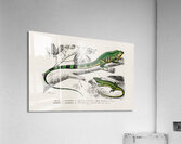 Different types of mollusks Acrylic Print