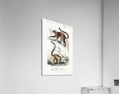 Lemur Acrylic Print