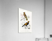 Different types of birds Acrylic Print