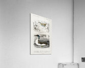 Different types of birds Acrylic Print