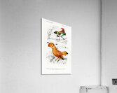 Different types of birds Acrylic Print