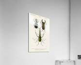 Different types of beetles Acrylic Print