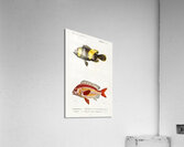 Different types of fishes Acrylic Print