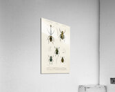 Different types of insects Acrylic Print