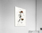 Different types of beetles Acrylic Print