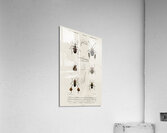 Different types of insects Acrylic Print