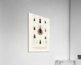 Different types of beetles Acrylic Print