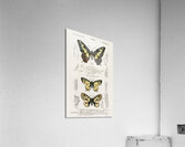 Different types of beetles Acrylic Print