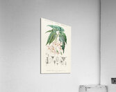 Begonia Begonia incarnata Impression acrylique