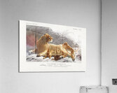 Fails Leo Acrylic Print