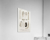 Fails Leo Acrylic Print