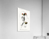 Different types of birds Acrylic Print