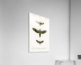 Different types of moths Acrylic Print