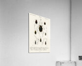 Different types of beetles Acrylic Print